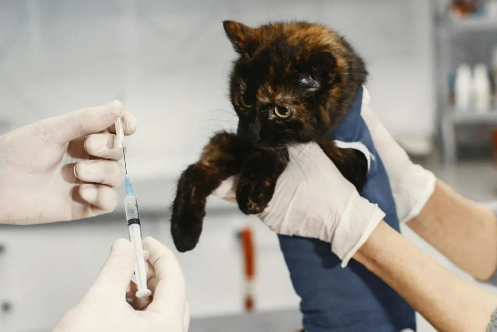 Curso de Laparoscopia Básica en Pequeños Animales 3