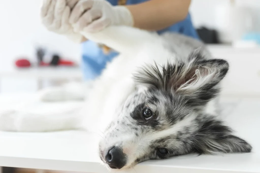 Curso de POCUS y Procedimientos Ecoguiados en Urgencias Veterinarias 1