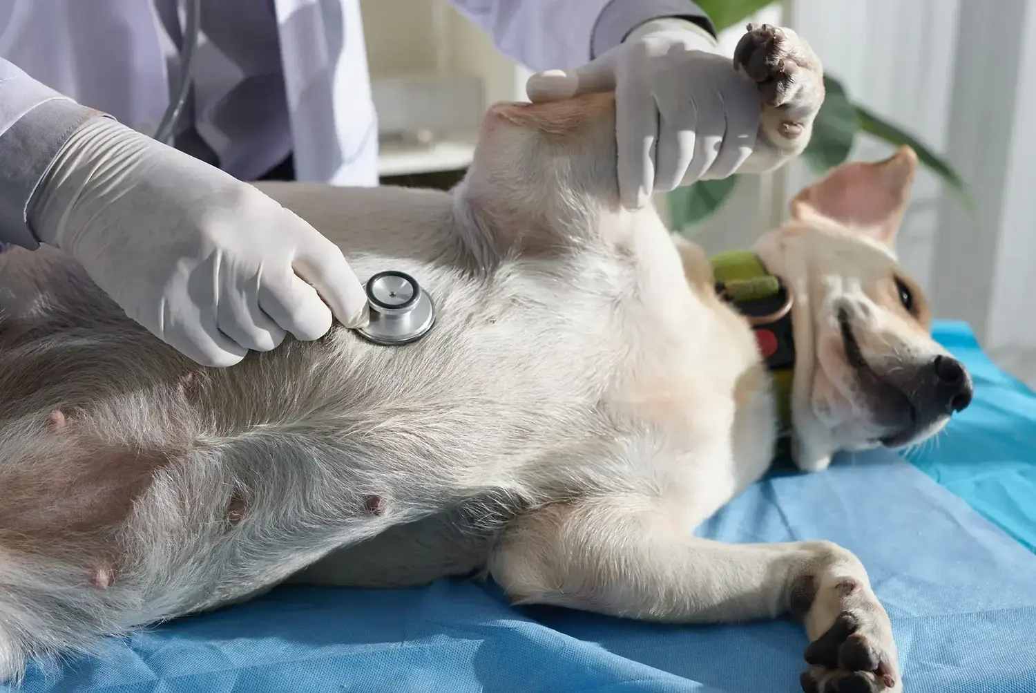 Máster en Cirugía de Tejidos Blandos y Anestesia en Veterinaria 2