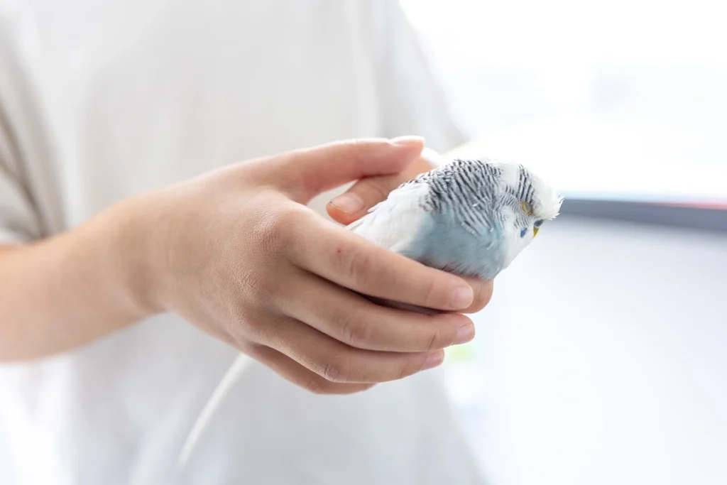 Máster en Diagnóstico por Imagen en Pequeños Animales 1