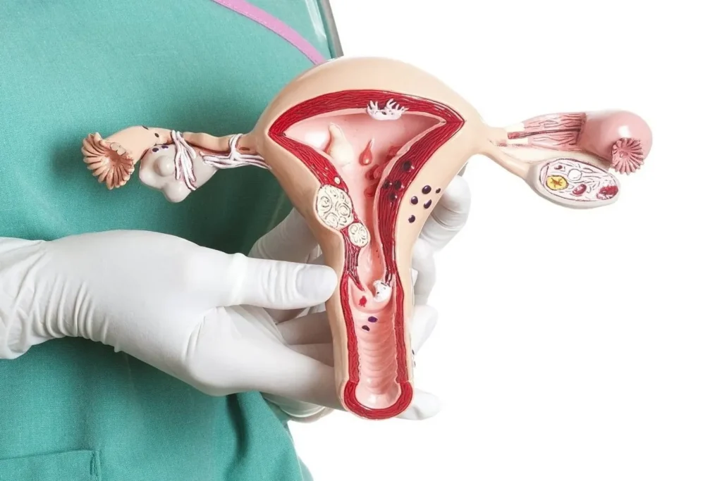 ciclo Menstrual y Endocrinología Reproductiva 1