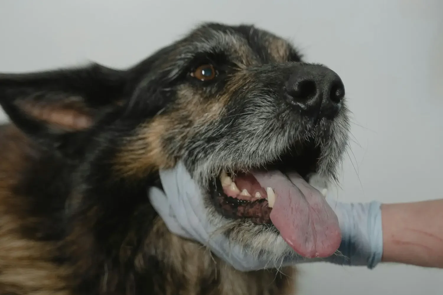 Diplomado en Nutrición Aplicada y Control Metabólico en Pequeños Animales 1